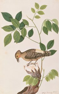 Buff-rumped Woodpecker, from Drawings of Birds from Malacca, c.1805-18